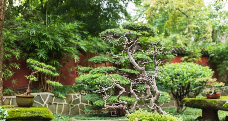 万叶花语在网络用语中是什么意思？