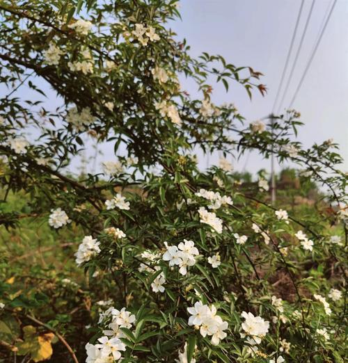 刺花的花语和寓意有哪些？