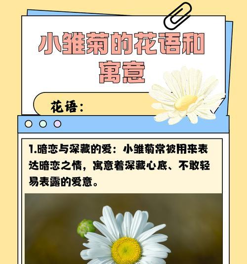 白色雏菊的花语有哪些特别之处？