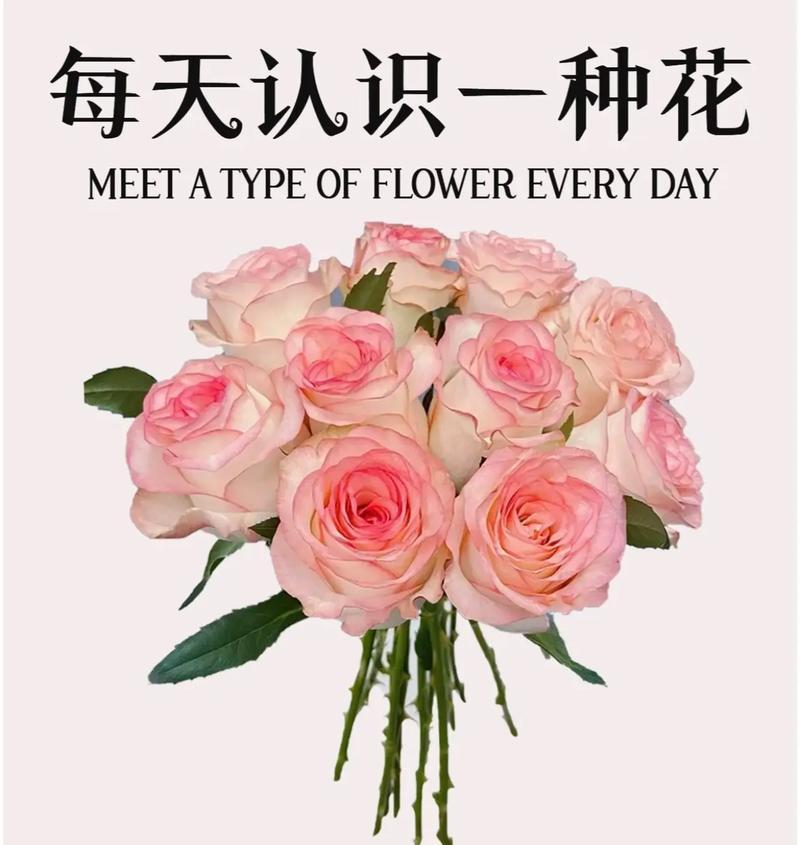 花语清杯的寓意是什么？在送礼时如何选择合适的花？
