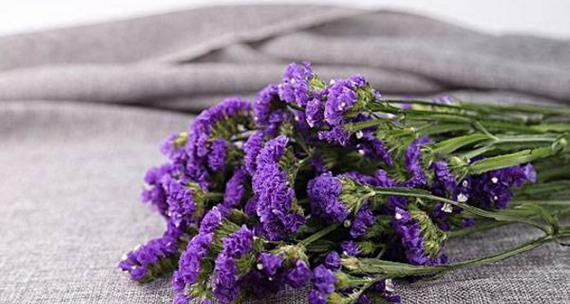 3月24日的花语是什么？它有何特殊含义？