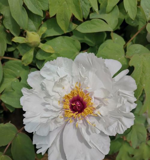 白牡丹花象征着什么？