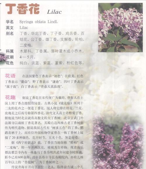 罗汉丁香的花语有哪些寓意？