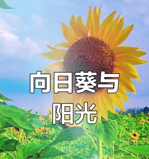 向日葵的花语是什么？它为何总是面向太阳？