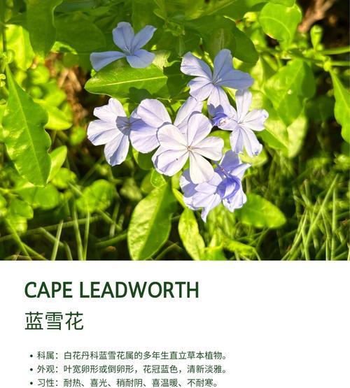 雪蓝花不同颜色的花语是什么？它们各自有何寓意？