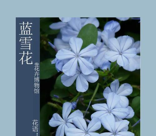 雪蓝花不同颜色的花语是什么？它们各自有何寓意？