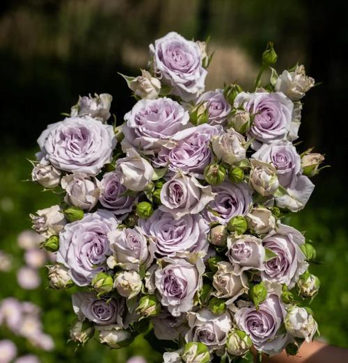 蓝紫色月季花语有何特别？代表什么情感？