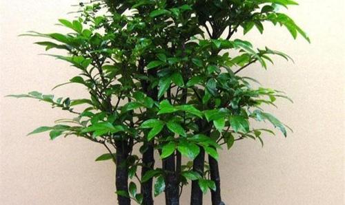保罗盆栽的花语和寓意有何特别之处？