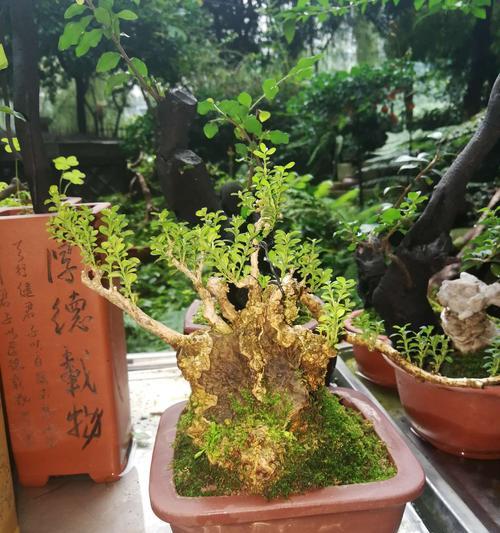 保罗盆栽的花语和寓意有何特别之处？