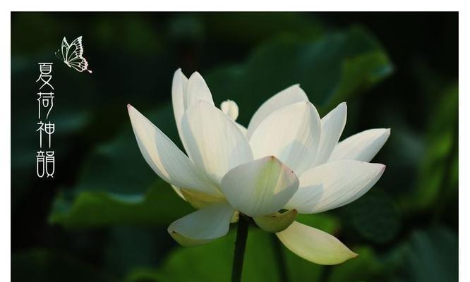 清幽花语中蕴含的深层含义是什么？