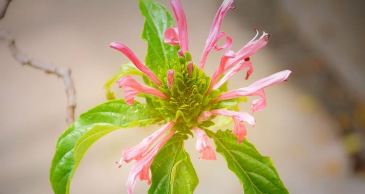 清幽花语中蕴含的深层含义是什么？