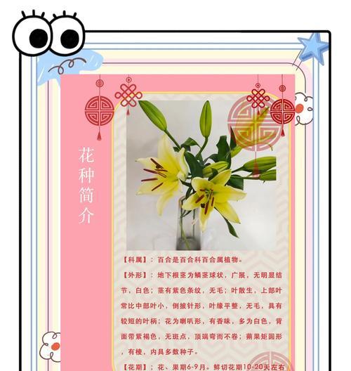 百合花语代表什么意义？百合的花语有何深层含义？