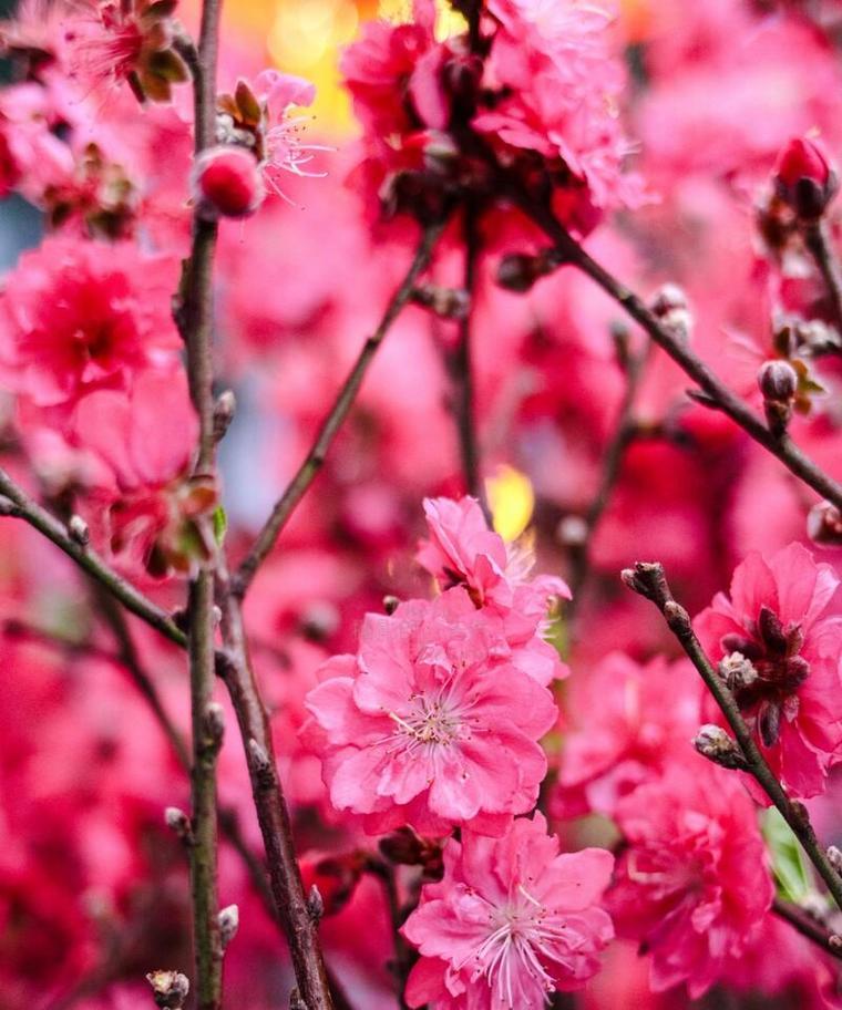 桃花的花语通常代表了什么？