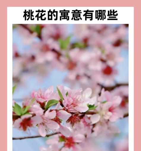 桃花的花语通常代表了什么？