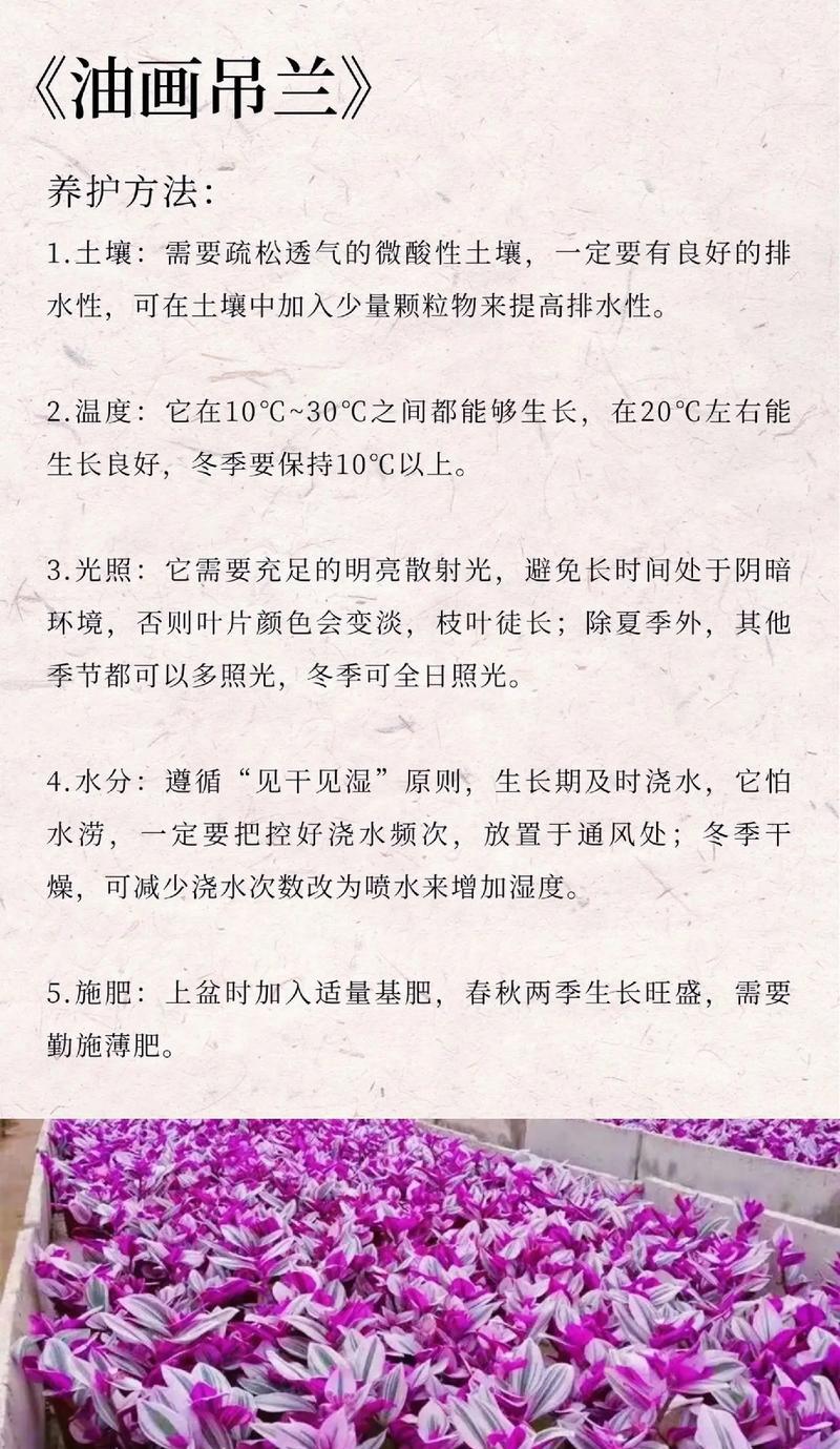 哪种花的花语最为耀眼？它传递了怎样的信息？