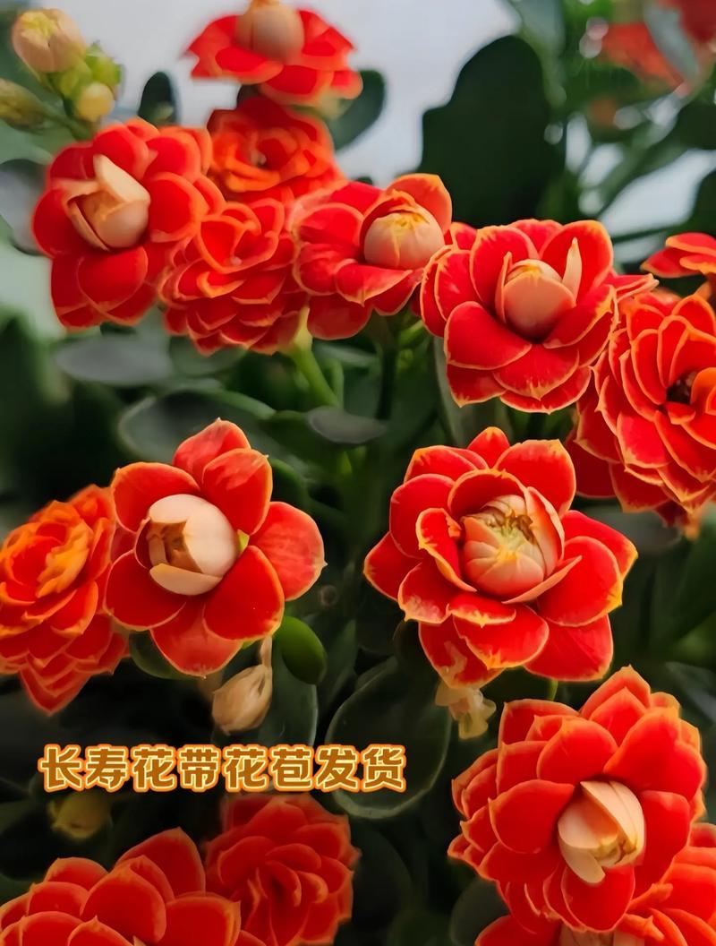 百寿花的花语和寓意有哪些？