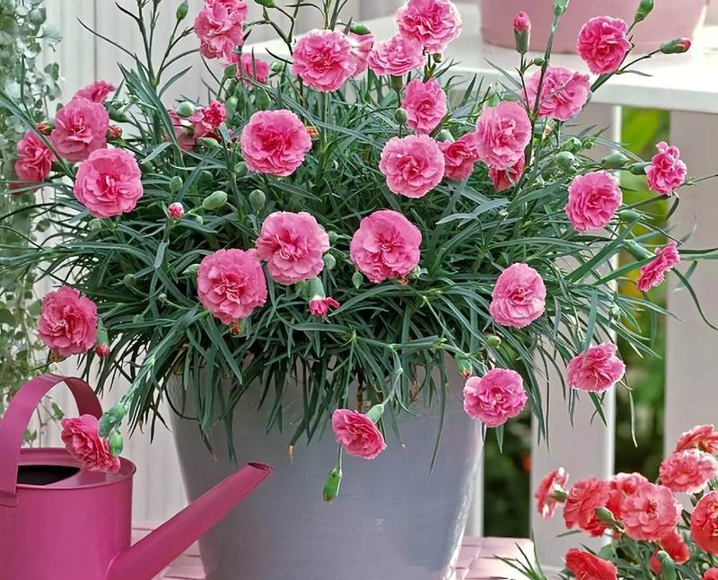喜贵花束代表了什么？它的花语中蕴含了哪些祝福？