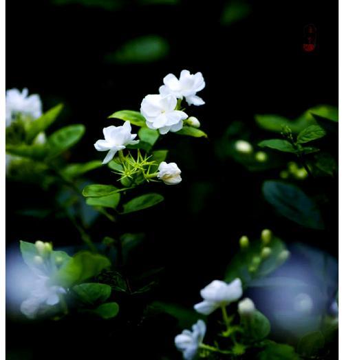 白茉莉的花语是什么？白茉莉代表的寓意有哪些？