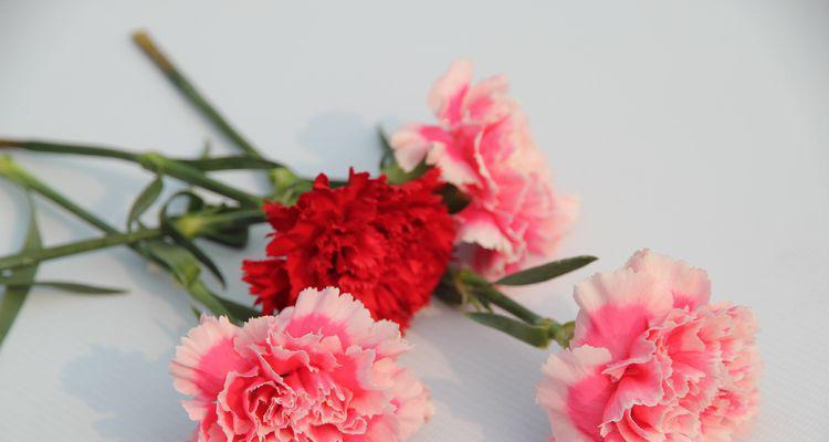 蓝色百合送母亲的花语是什么？它表达的母爱含义是什么？