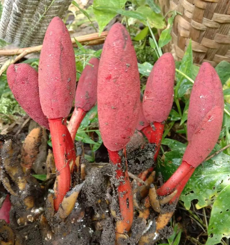 春草生长，它象征了哪些花语？