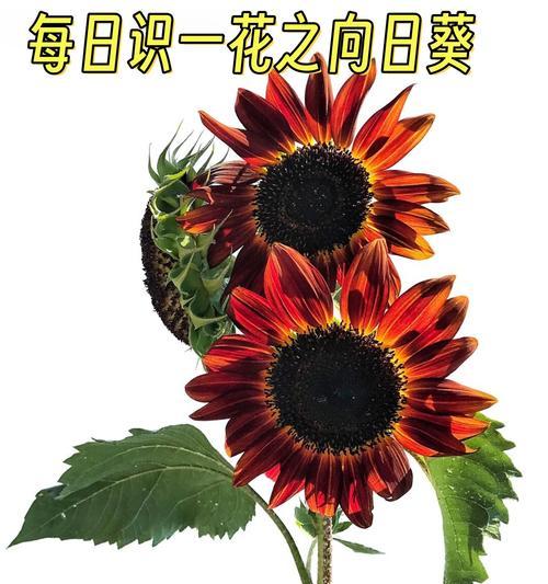 向日葵颜色和花语如何搭配？配色有什么讲究？