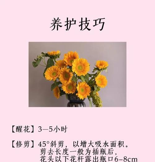 向日葵的花语有何寓意？它象征着什么？