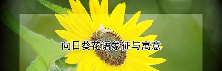 向日葵的花语有何寓意？它象征着什么？