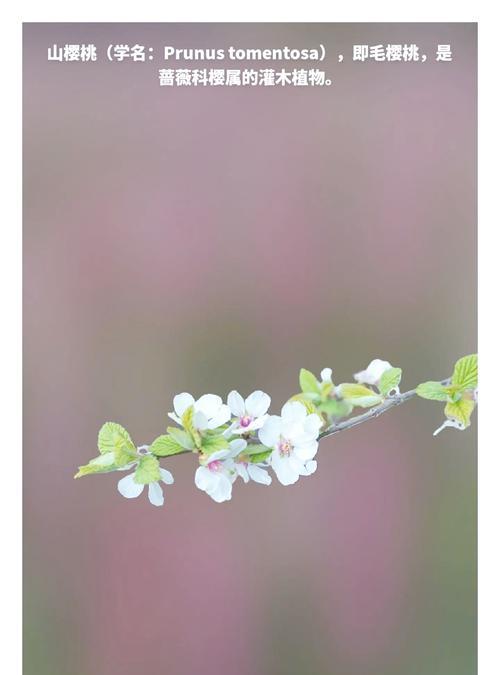 花语温顺与生肖有何关联？