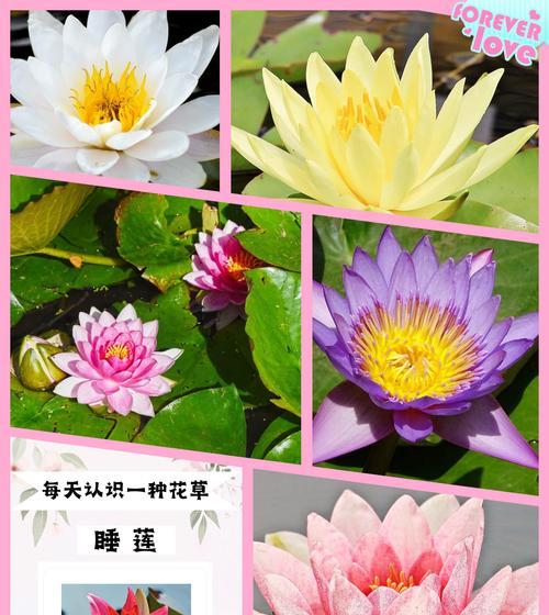 睡莲花语的含义是什么？