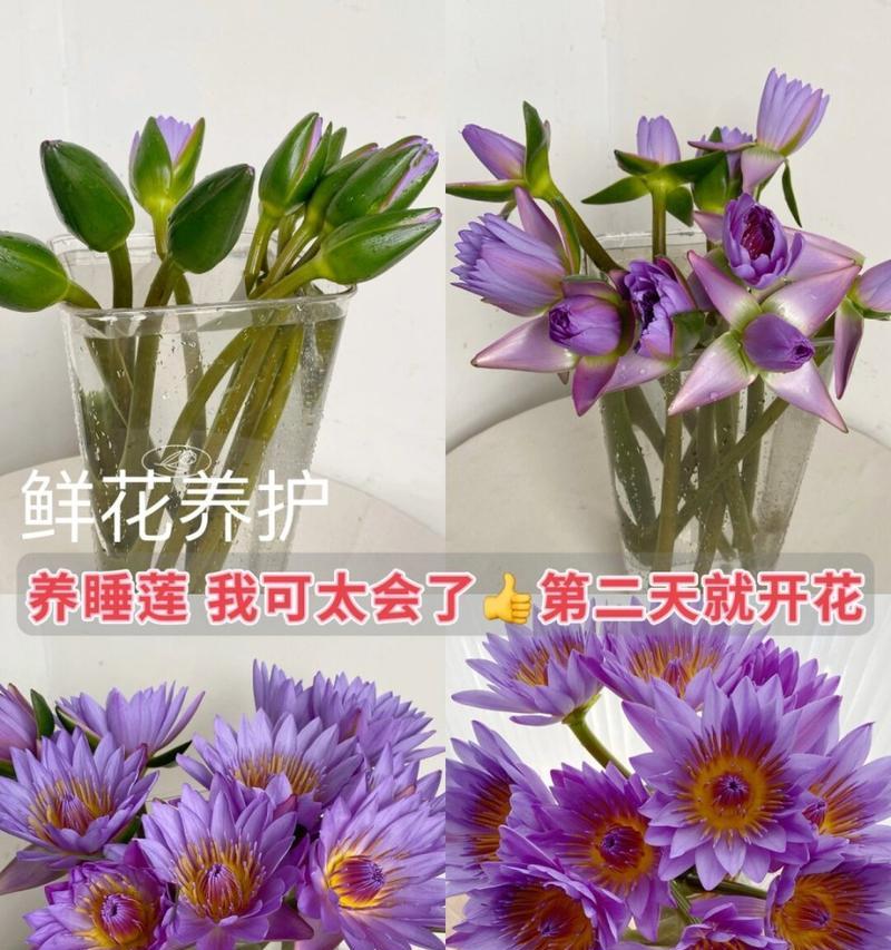 睡莲花语的含义是什么？