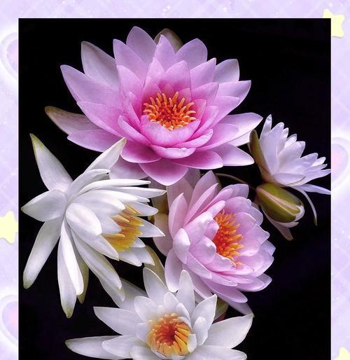 睡莲花语的含义是什么？