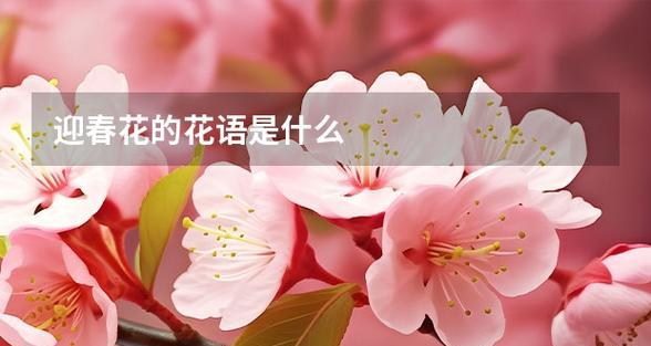迎春花的花语代表什么？今天送迎春花有什么特别含义吗？