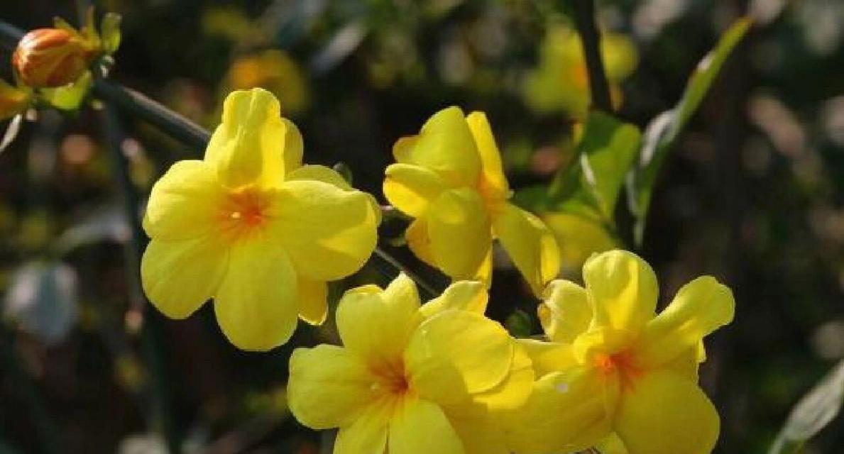 迎春花的花语代表什么？今天送迎春花有什么特别含义吗？
