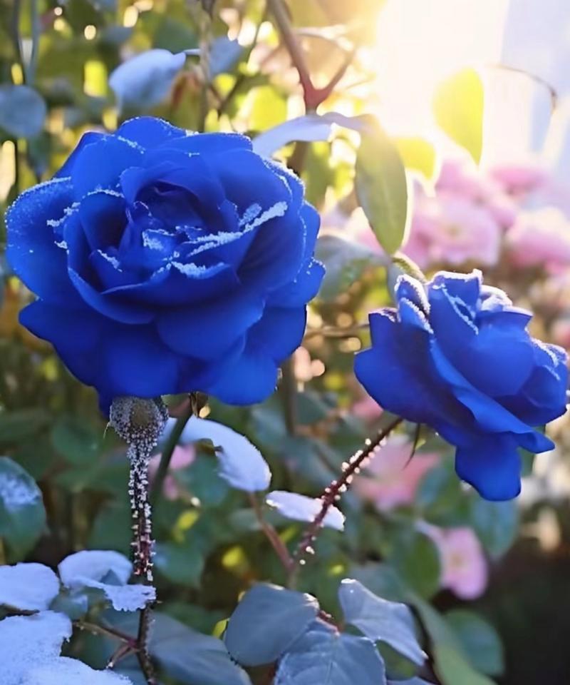 4朵蓝色玫瑰花的含义是什么？蓝色玫瑰花象征着什么？