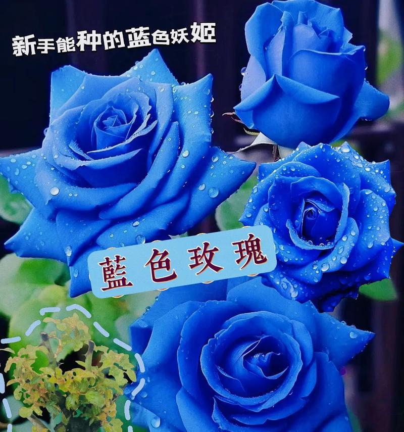 4朵蓝色玫瑰花的含义是什么？蓝色玫瑰花象征着什么？