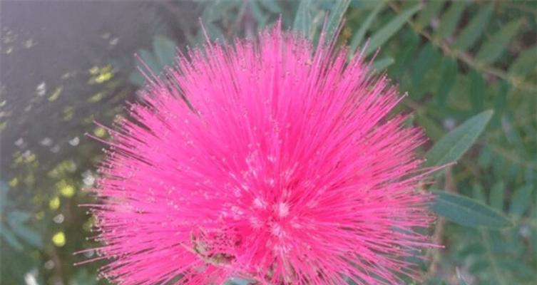 复合恋人适合哪种花语？哪种花代表重归于好？