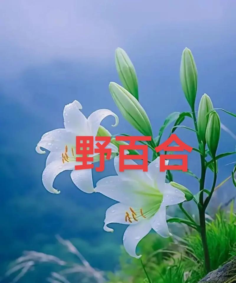 野百合花语是什么？野百合代表的含义是什么？
