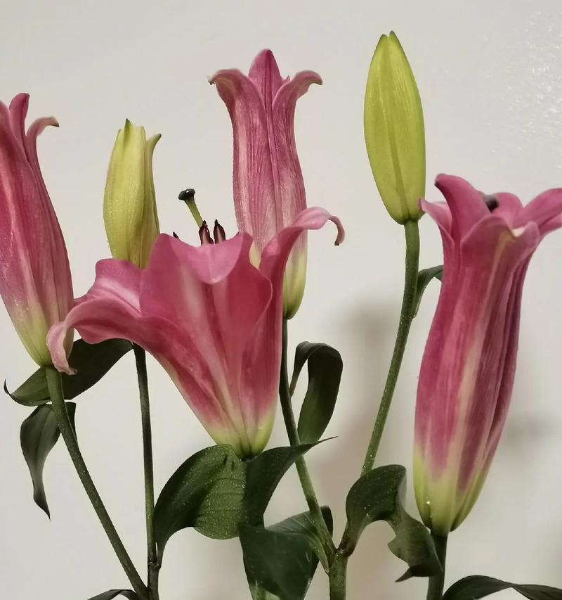 永远不爱那朵花的花语是什么意思？