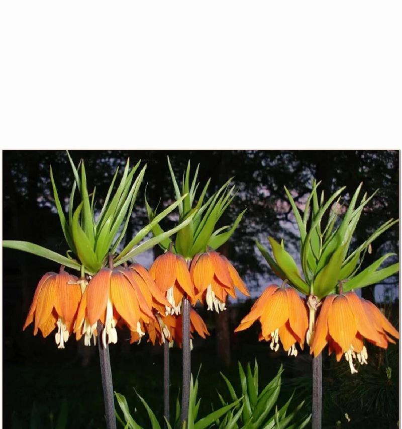 依米花的花语和寓意是什么？
