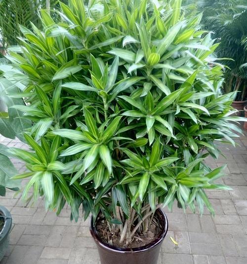 依米花的花语和寓意是什么？