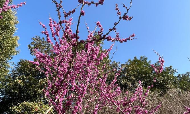 哪种花象征着陪伴？