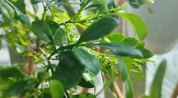 米兰花的花语有哪些？