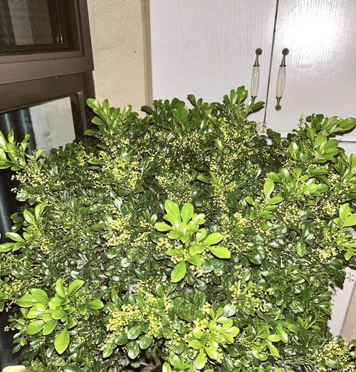 米兰花的花语有哪些？