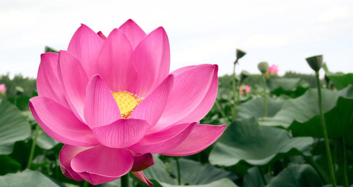 哪种花象征纯洁与尊敬？