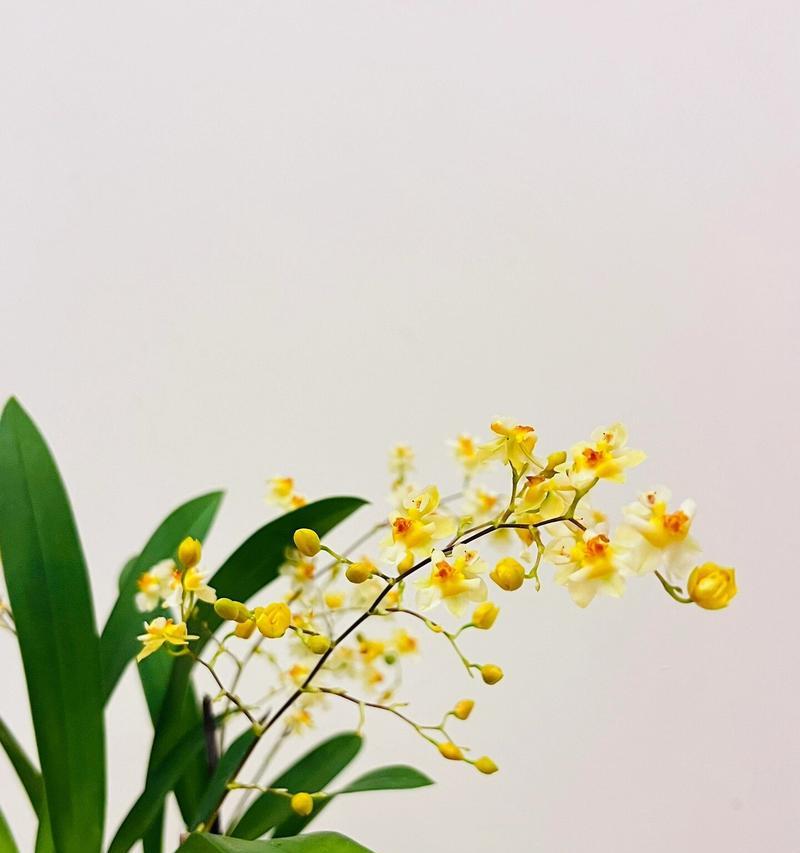 天香兰的花语是什么意思？天香兰代表了哪些寓意？