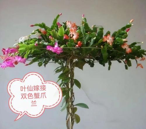 接蟹爪兰的花语代表什么？