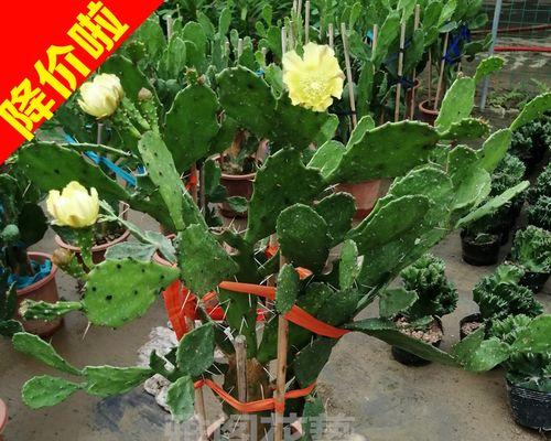 接蟹爪兰的花语代表什么？
