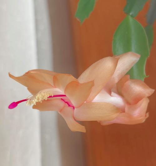 接蟹爪兰的花语代表什么？