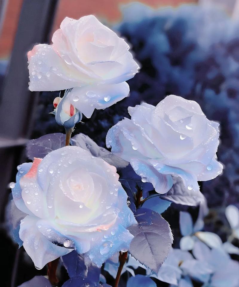 曼陀罗的花语代表了什么？