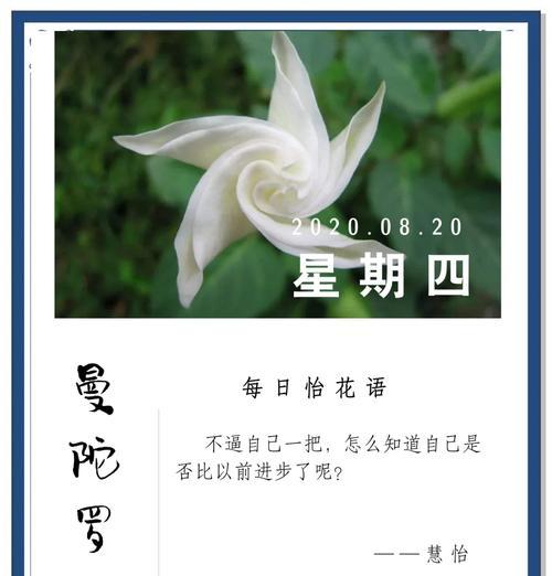 曼陀罗的花语代表了什么？